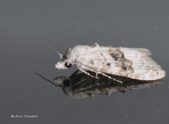 Maliattha quadripartita