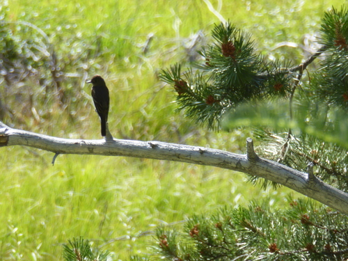 iNaturalist observation photo of Western Wood-Pewee