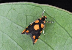 Diptychophora harlequinalis