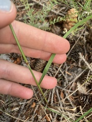 Nassella viridula