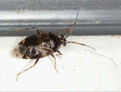 Deraeocoris nebulosus