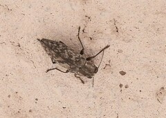 Spectralia gracilipes