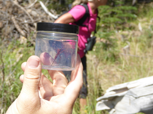 iNaturalist observation photo of Ichneumonid and Braconid Wasps