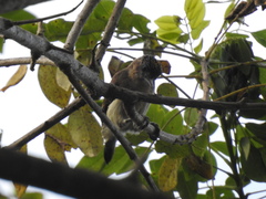 Picumnus granadensis