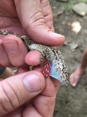 Anolis charlesmyersi