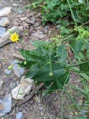 Hieracium paniculatum