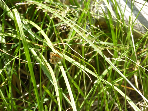 iNaturalist observation photo of Crescents