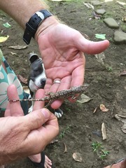 Anolis charlesmyersi