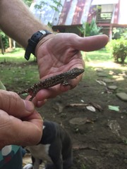 Anolis charlesmyersi