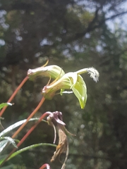 Siphocampylus lucidus