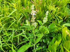Teucrium canadense occidentale