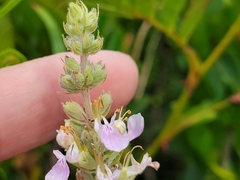Teucrium canadense occidentale
