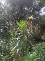 Siphocampylus lucidus