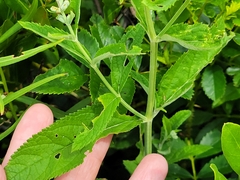 Teucrium canadense occidentale