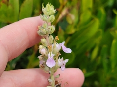 Teucrium canadense occidentale