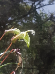 Siphocampylus lucidus