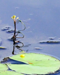 Utricularia radiata