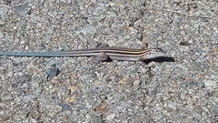 Aspidoscelis neomexicanus