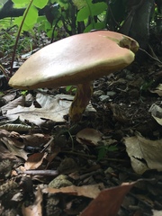 Baorangia