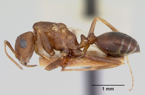Monomorium pergandeiMonomorium pergandei