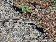 Aspidoscelis neomexicanus