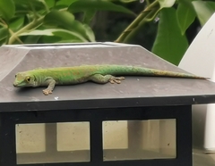 Phelsuma sundbergi longinsulae