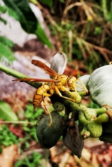 Polistes olivaceus