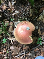Baorangia