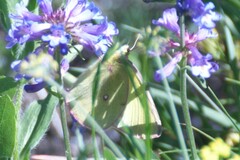 Colias occidentalis