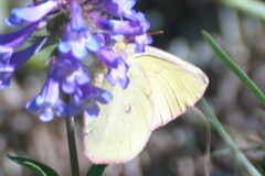 Colias occidentalis