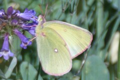 Colias occidentalis