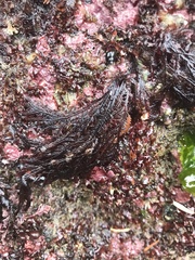 Pterosiphonia
