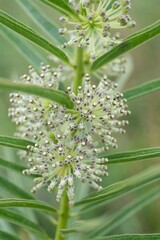 Asclepias hirtella