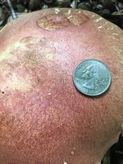 Baorangia