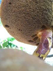 Baorangia