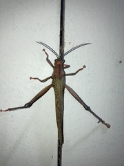 Tropidacris cristata