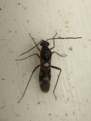 Sericophanes heidemanni