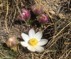 Pulsatilla vernalis