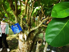 Ficus callosa