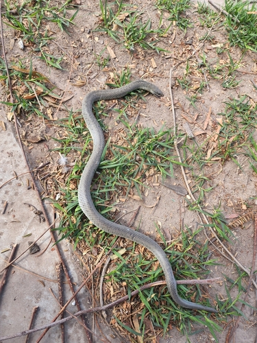 Cei's Ground Snake, Erythrolamprus ceii