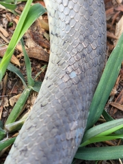 Erythrolamprus ceii
