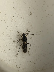 Sericophanes heidemanni