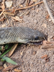 Erythrolamprus ceii