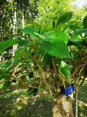 Ficus callosa
