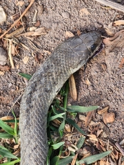 Erythrolamprus ceii