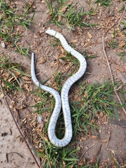 Erythrolamprus ceii