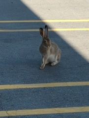 Lepus townsendii