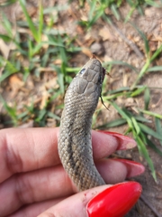 Erythrolamprus ceii