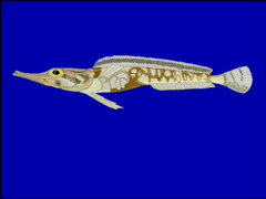 Mawson's Dragonfish photo 3