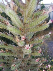 Echium glomeratum